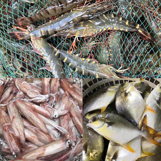 【只发广东】三鲜聚惠—海鲜套餐 水产食材（黑虎虾约400g/盒，金鲳鱼约400g-450g/条，鱿鱼约400g/盒-450g/盒） 商品图0