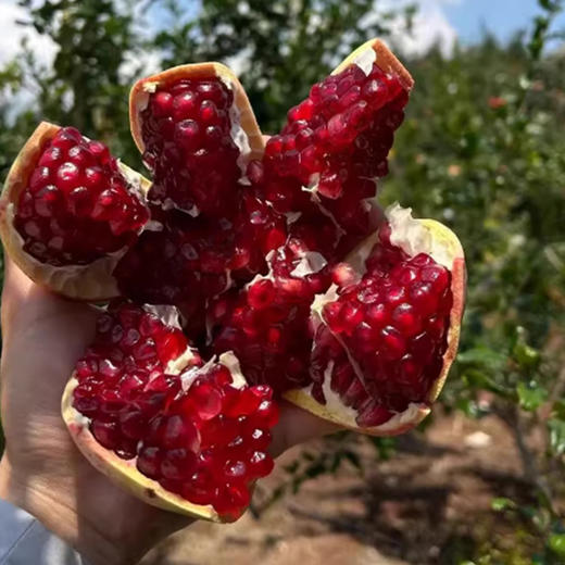 【分销】四川会理软籽石榴  清新不腻口，生态种植，清甜多汁 商品图7