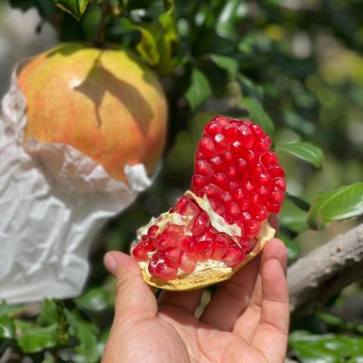 会理软籽石榴 甄选精品大果礼盒装 自然成熟  清甜爆汁 商品图2