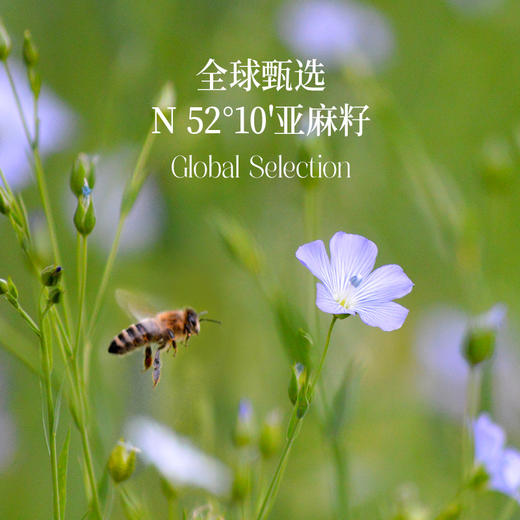 【OMEGA3系列】冷吃高亚麻酸亚麻籽油250ml-会员专享 商品图3