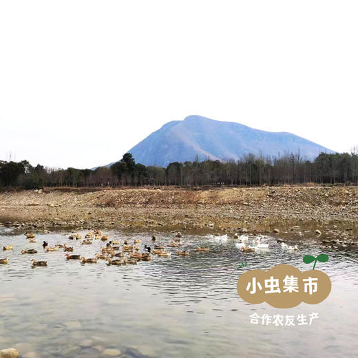 【标果每箱赠送一袋100克秋梨膏】小空山有机丰水梨 | 合作农友生产，产自河南南召，生产者：李 鹏 *【公平贸易农人定价】 商品图11