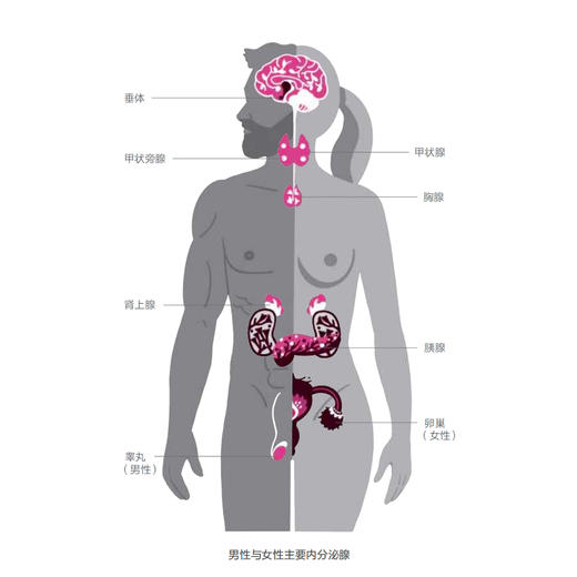 《激素的秘密》 商品图3