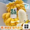 整串禁止蕉绿水培香蕉可吃可观赏 商品缩略图3