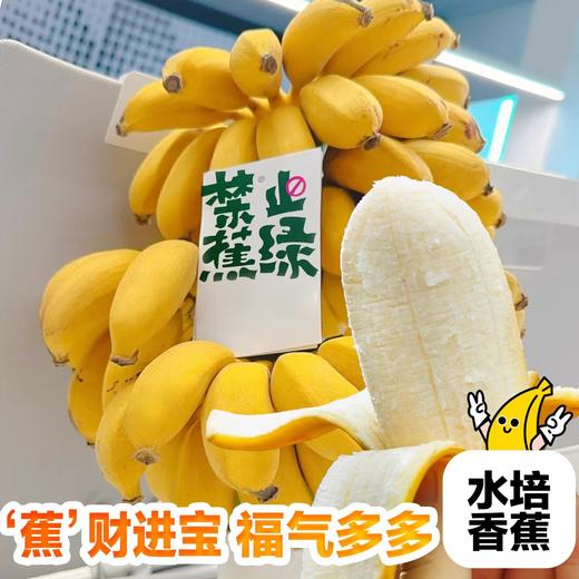 整串禁止蕉绿水培香蕉可吃可观赏 商品图3