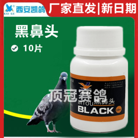 凯鸽黑鼻头10片信鸽子信鸽赛鸽日常保健