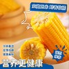 2025年头茬山西新鲜甜糯玉米 商品缩略图2
