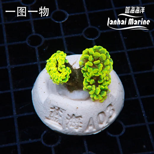 幻彩金分枝榔头 商品图2