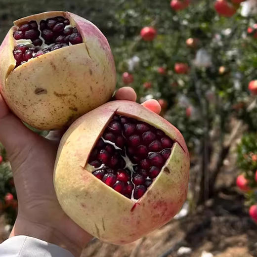 【分销】四川会理软籽石榴  清新不腻口，生态种植，清甜多汁 商品图2