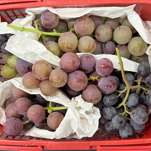 【“葡”写浪漫】新鲜水果 郧阳区万家坪葡萄 巨玫瑰/BK/老巨峰/枫香月混合组合装 1筐（带筐5斤以上）十堰主城区包邮 商品图1