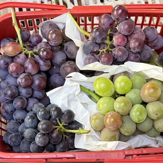 【“葡”写浪漫】新鲜水果 郧阳区万家坪葡萄 巨玫瑰/BK/老巨峰/枫香月混合组合装 1筐（带筐5斤以上）十堰主城区包邮 商品图2