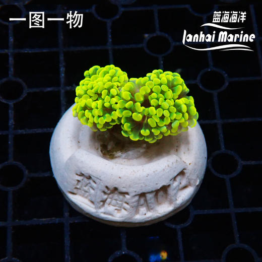幻彩金分枝榔头 商品图1