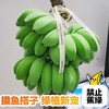 整串禁止蕉绿水培香蕉可吃可观赏 商品缩略图2