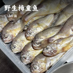 野生梅童鱼 | 来自黄海海域 新鲜野生捞捕 零冰衣包装 个头均匀 眼睛乌黑 新鲜看得见 入口即化 肉质雪白 细腻鲜嫩