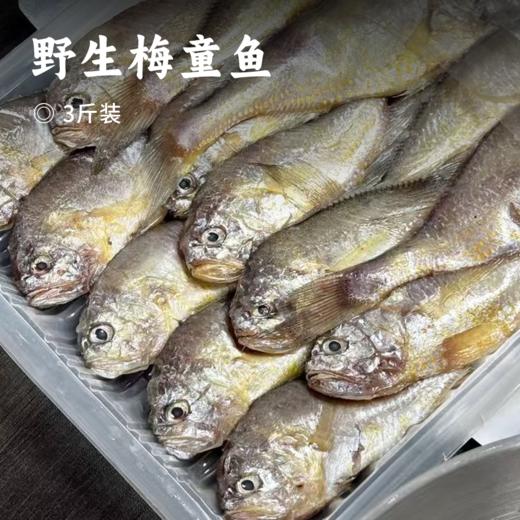 野生梅童鱼 | 来自黄海海域 新鲜野生捞捕 零冰衣包装 个头均匀 眼睛乌黑 新鲜看得见 入口即化 肉质雪白 细腻鲜嫩 商品图0