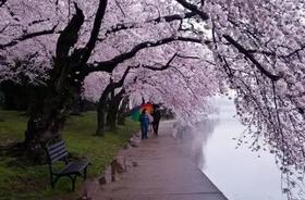 山东樱花季丨青岛山花烂漫、威海刘公岛、东褚岛海草屋、蓬莱仙阁古建、大黑山岛海蚀奇观、“中国好望角”成山头、七彩盐田8天摄影团