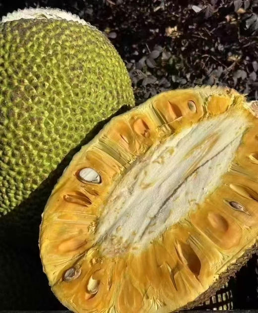 越南红肉菠萝蜜 商品图0