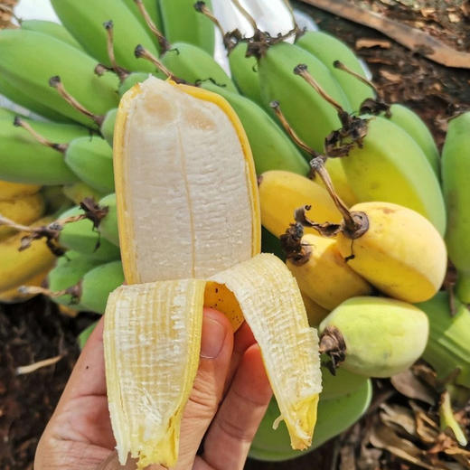 农家自然熟苹果蕉香蕉 商品图1