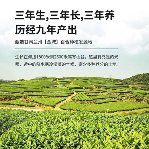 【甄选】百合精粹粉精选兰州百合配料纯净无额外添加75g（5g*15条）/盒 商品图2