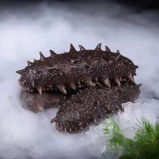 胶东刺参 即食海参  500g/袋（10-12头）买二送二  共4斤 商品图1