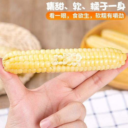 云南西双版纳拇指玉米 商品图3