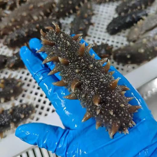 胶东刺参 即食海参  500g/袋（10-12头）买二送二  共4斤 商品图4