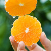 橙诵江西寻乌蜜桔 3-4.5斤装 橘子新鲜水果 顺丰/京东直发 商品缩略图0