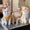 【简约好看！宠物衣服】猫咪衣服防掉毛小猫猫衣服秋冬可爱奶猫幼猫宠物保暖羊羔绒背心潮。ra 商品缩略图0