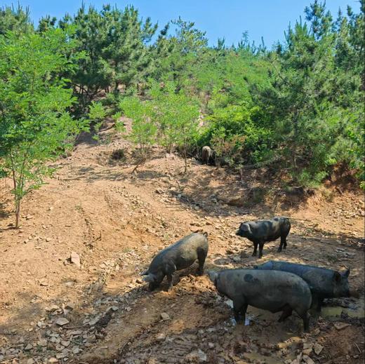 生态发酵养殖黑猪肉 |食发酵牧草  山坡散养   养殖1年以上  | 公平贸易 商品图11