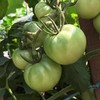 农家青西红柿新鲜未成熟 商品缩略图3