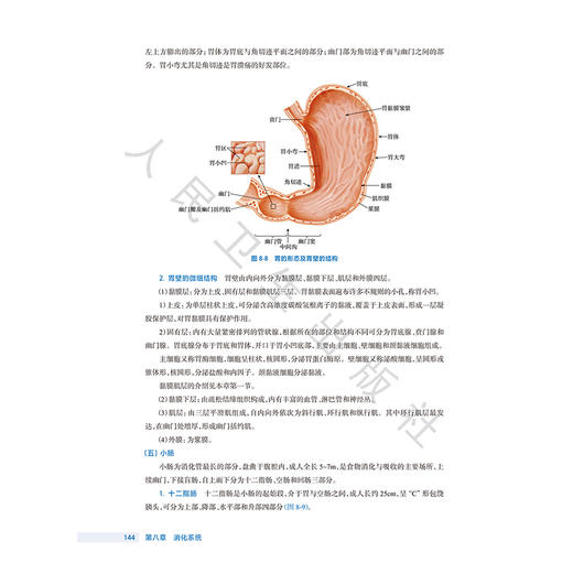 人体解剖生理学 第4四版 十四五规划教材全国高等职业教育药品类专业第四轮规划教材 高玲 李新爱 供药学类等专业用人民卫生出版社 商品图4