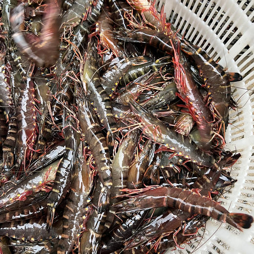 【只发广东】三鲜聚惠—海鲜套餐 水产食材（黑虎虾约400g/盒，金鲳鱼约400g-450g/条，鱿鱼约400g/盒-450g/盒） 商品图2