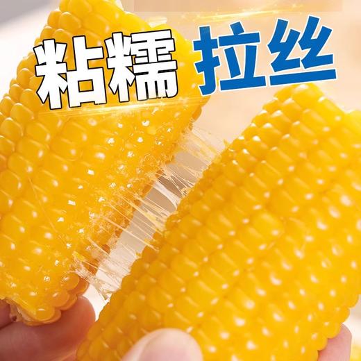 2025年头茬山西新鲜甜糯玉米 商品图4