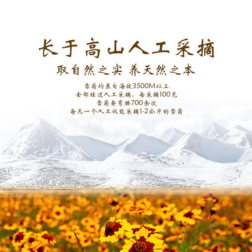 新疆昆仑雪菊#花香浓郁，新疆达板城核心产区海拔3500米以上的雪菊原料，营养价值高 商品图2