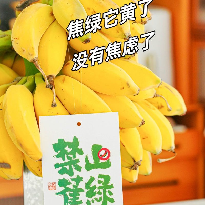 整串禁止蕉绿水培香蕉可吃可观赏