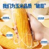 2025年头茬山西新鲜甜糯玉米 商品缩略图3