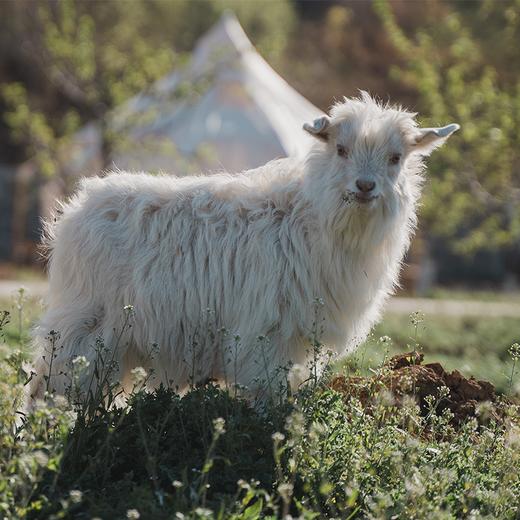 农场门票（赠68元农场美食消费券） 商品图1