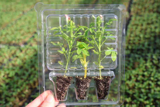 一坪花园·启萌种苗套餐 商品图1