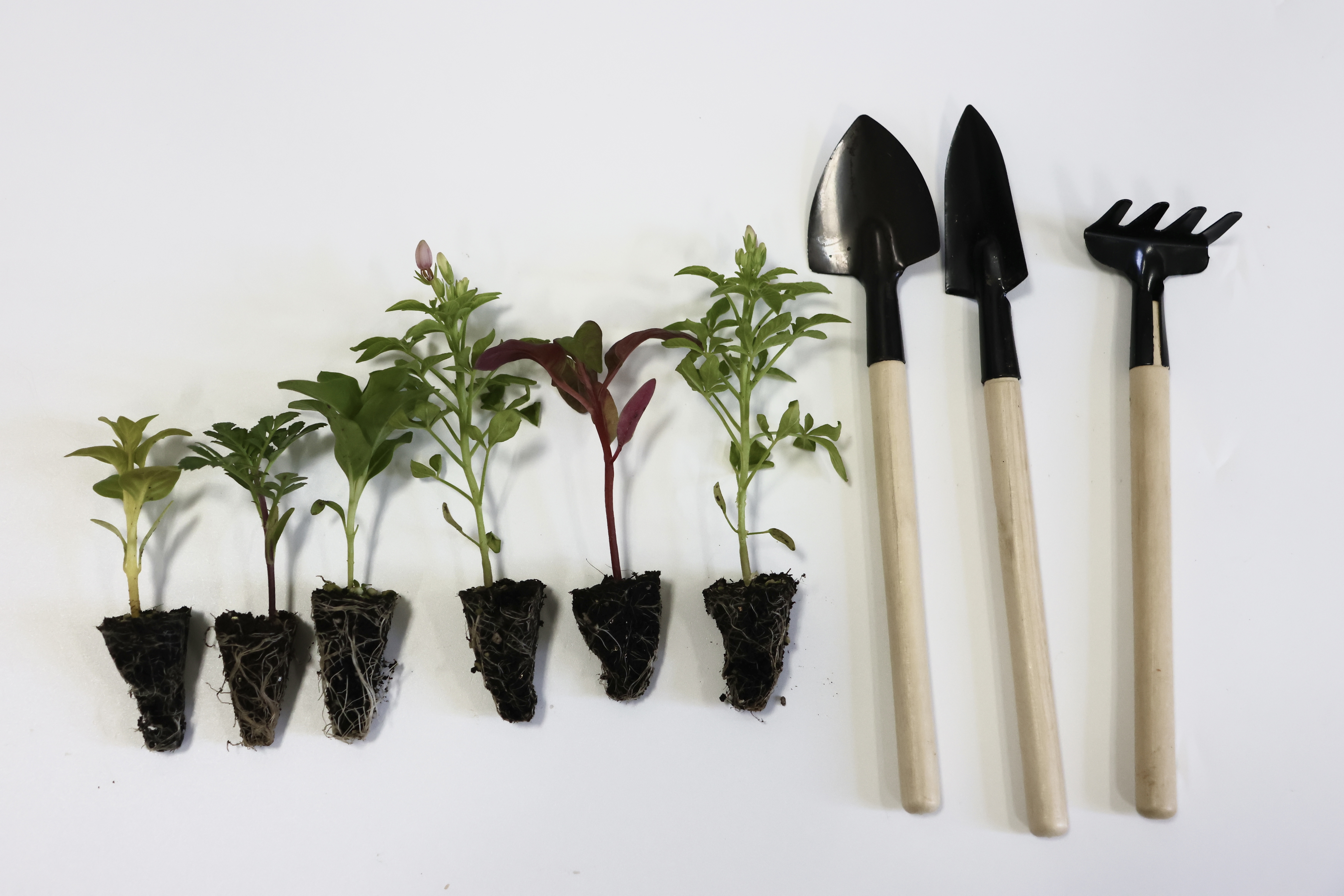 一坪花园·启萌种苗套餐