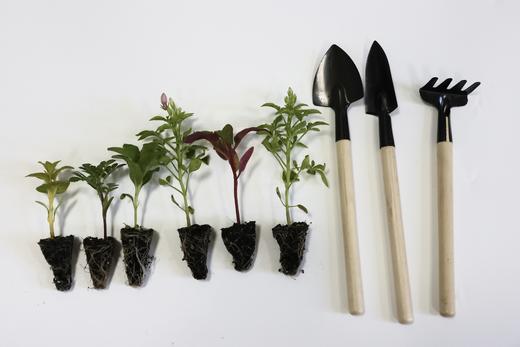 一坪花园·启萌种苗套餐 商品图0