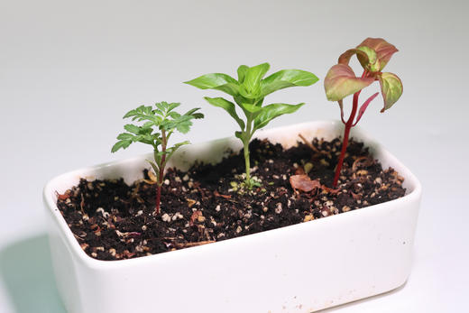 一坪花园·启萌种苗套餐 商品图2