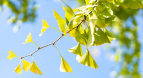 有悦群|8月养护食谱合集