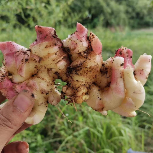 湖南邵阳 生态种植蔬菜 蔬菜包【 红菜苔，白菜苔，西蓝花、白花菜，胡萝卜等】 商品图4