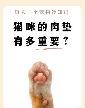 猫咪的肉垫有多重要？