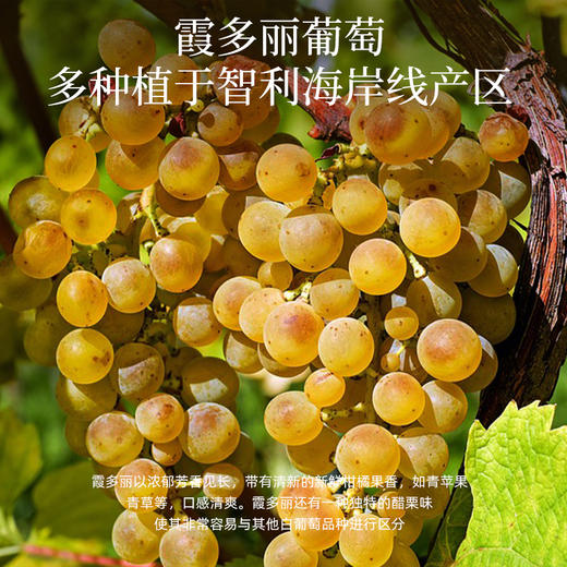 晚歌·卡尔利特斯白葡萄酒 商品图1