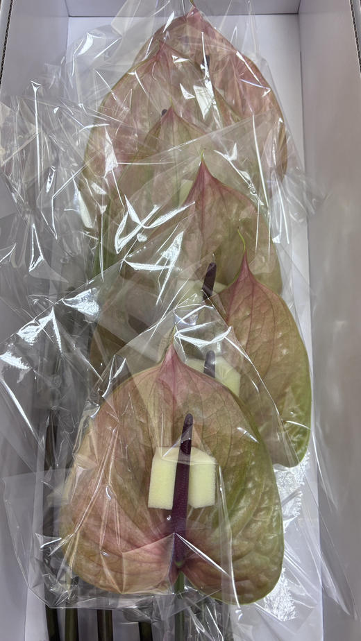 【绿光彩掌】坎泰洛  单枝（季节不同，颜色有差异） 商品图6