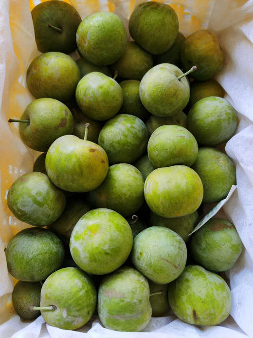 正宗新疆翡翠李，清甜可口，肉质鲜嫩，回味无穷，看圆润的满满的果肉💚晶莹剔透，千万不要吃，怕你停不下来😁
李子果实在七八月间成熟，颜色非常美丽，晶莹剔透，小干核，9甜1酸，1.5斤/盒 商品图2