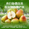 【特惠价】果真田园库尔勒香梨 4.5斤【分仓直发，72小时发货，周末节假日不发货】 商品缩略图2