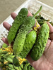 有机小黄瓜纽，特别脆，适合腌制黄花咸菜，或者生吃，凉拌，2斤/份 商品缩略图0