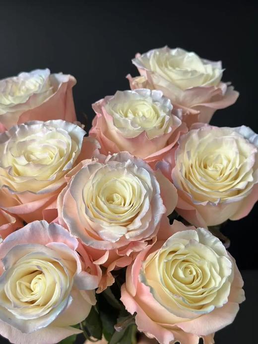 厄瓜多尔进口染色玫瑰AURORA BOREAL粉色欧诺拉北极光10支 商品图1