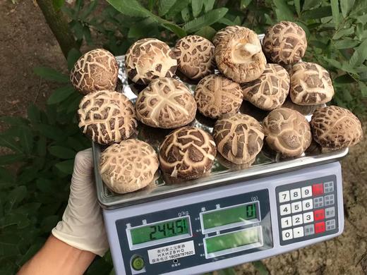 2025年 港款原味雪中冬花菇 【第九季/新菇】 商品图3